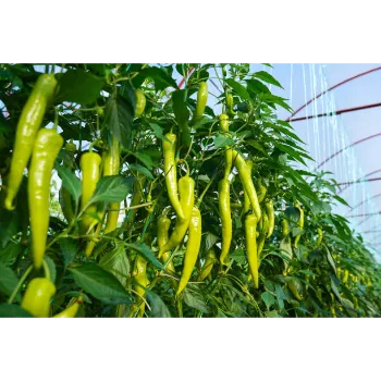 green chilli  (23)-3840520-81273.webp